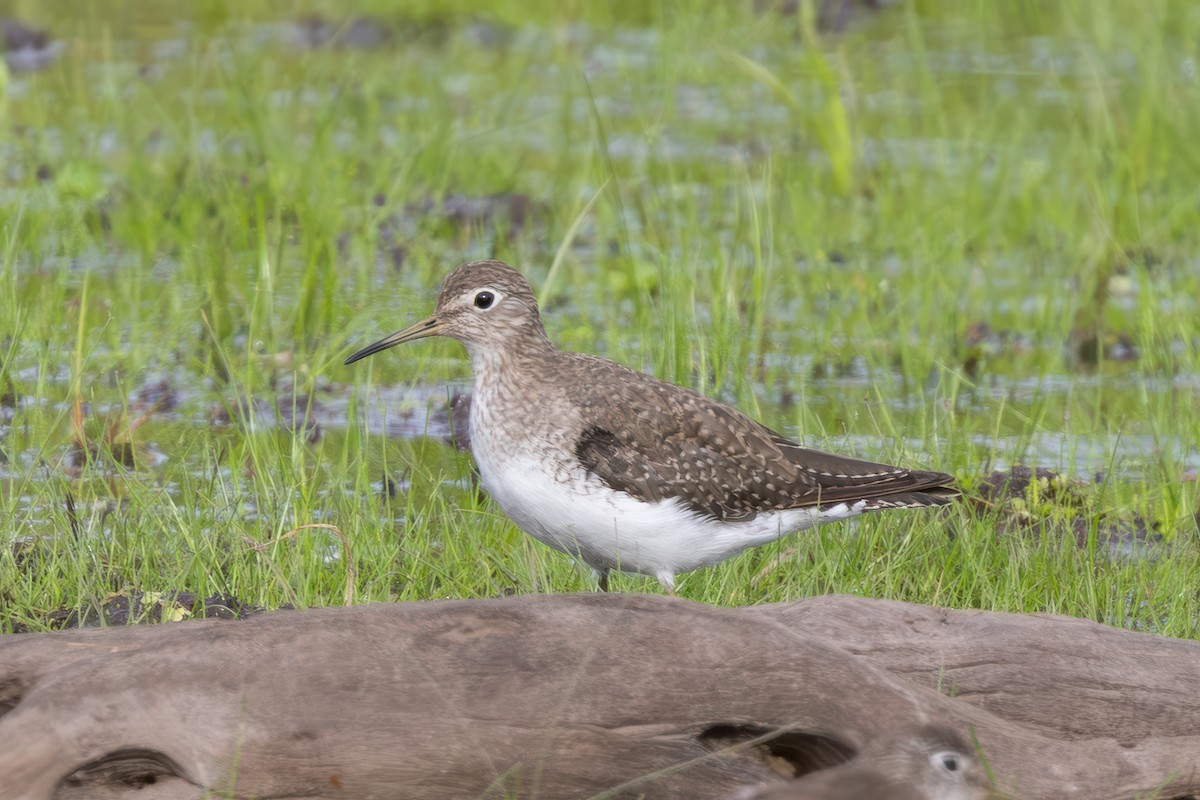 Solitary Sandpiper - ML647517554