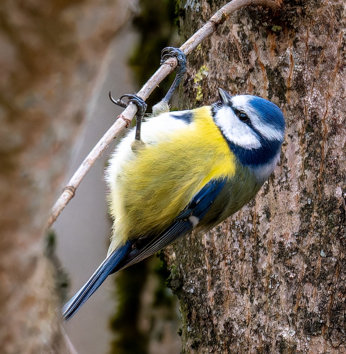 Eurasian Blue Tit - ML647517562