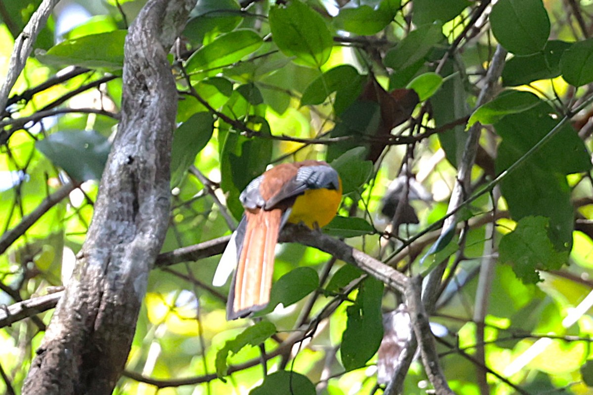 Orange-breasted Trogon - ML647517573