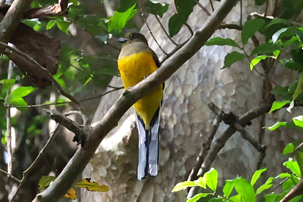 Orange-breasted Trogon - ML647517580
