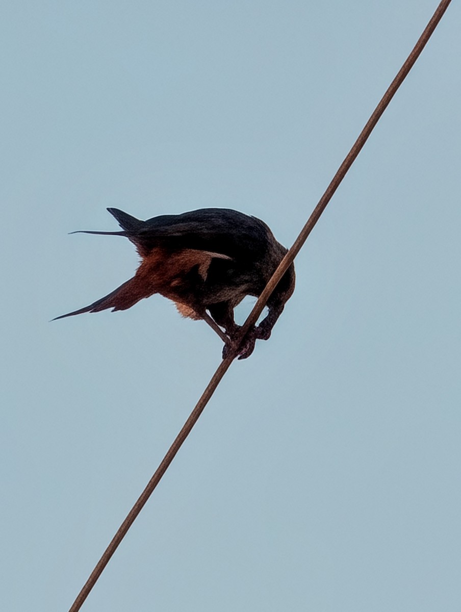 American Kestrel - ML647517644