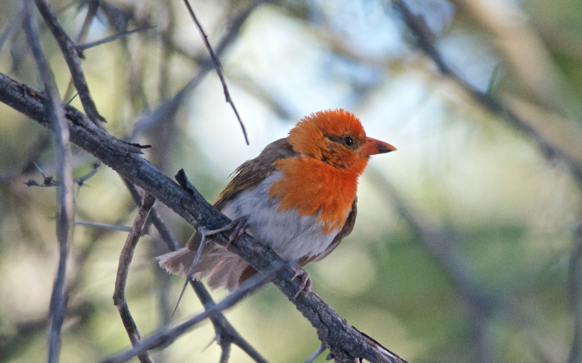 Красноголовый малимб - ML647517645