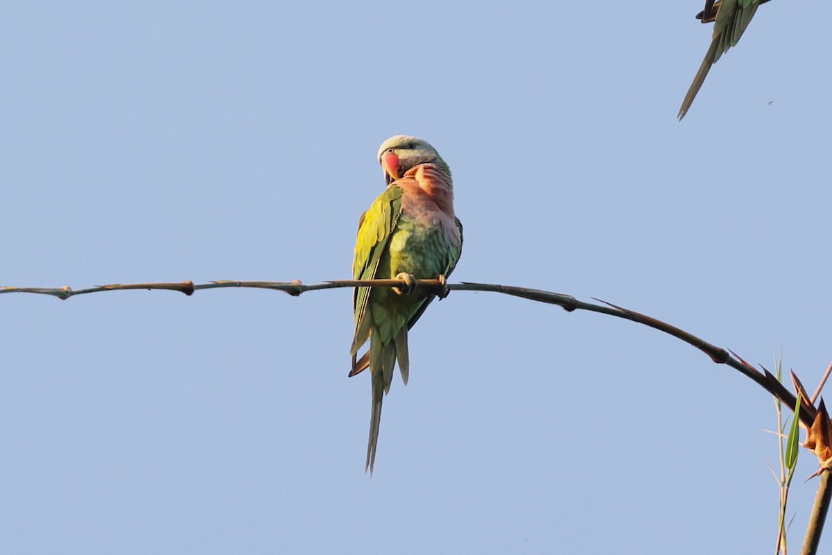 Red-breasted Parakeet - ML647517675