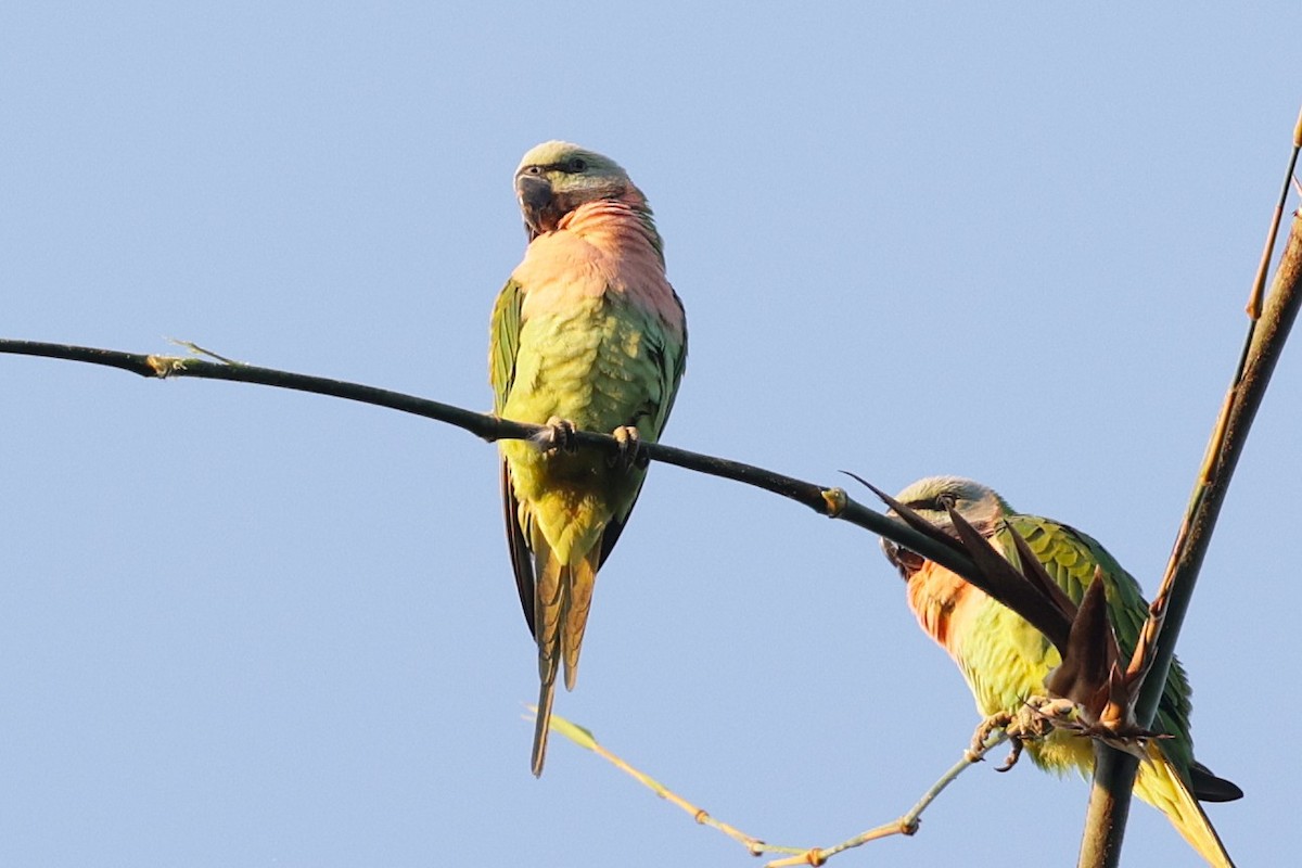 Red-breasted Parakeet - ML647517678