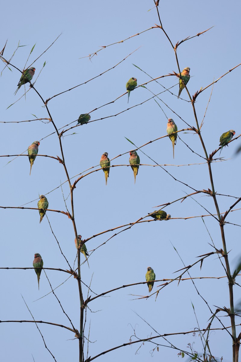 Red-breasted Parakeet - ML647517688