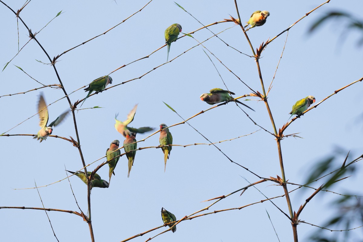 Red-breasted Parakeet - ML647517694