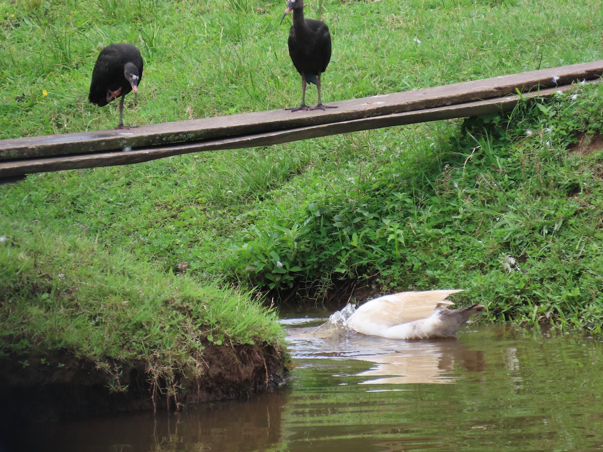 Ibis Afeitado - ML647517722