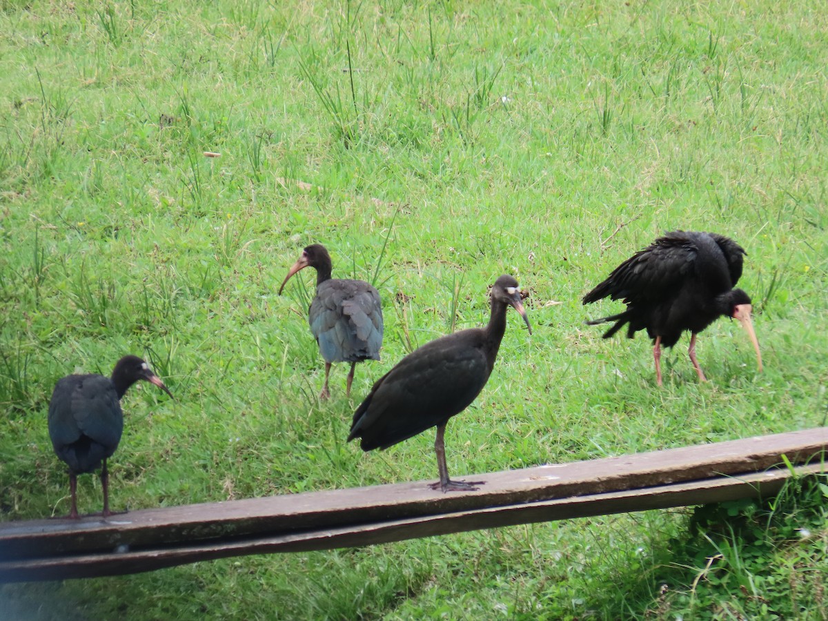 Ibis Afeitado - ML647517723