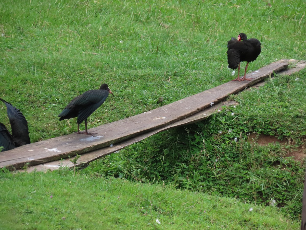 Ibis Afeitado - ML647517725