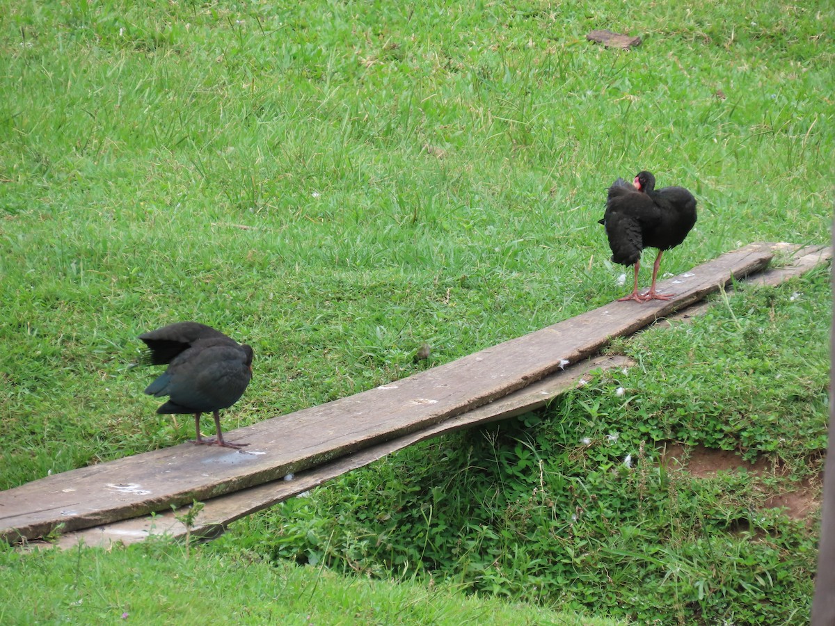 Ibis Afeitado - ML647517726