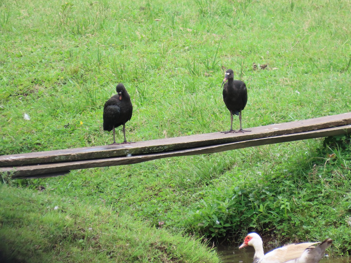 Ibis Afeitado - ML647517728