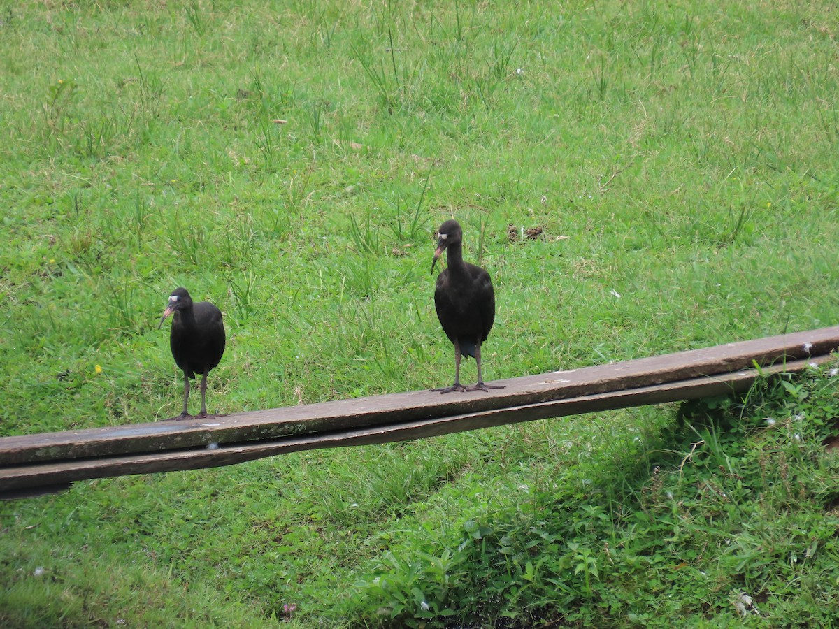 Ibis Afeitado - ML647517729