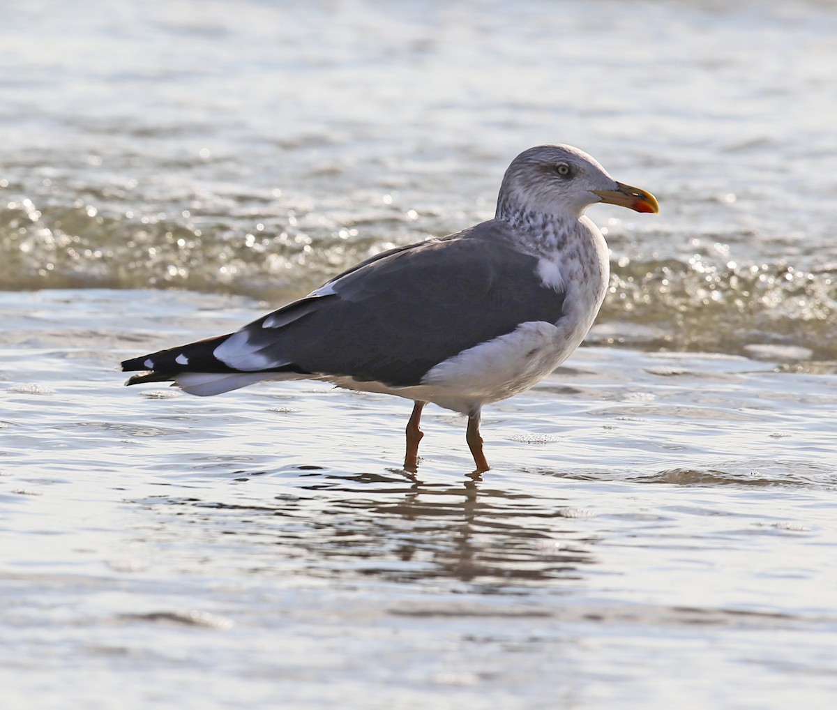 Zafferano - ML647517754