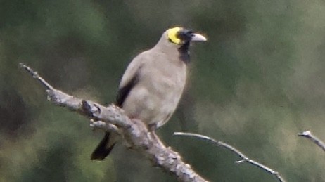 Wattled Starling - ML647517798