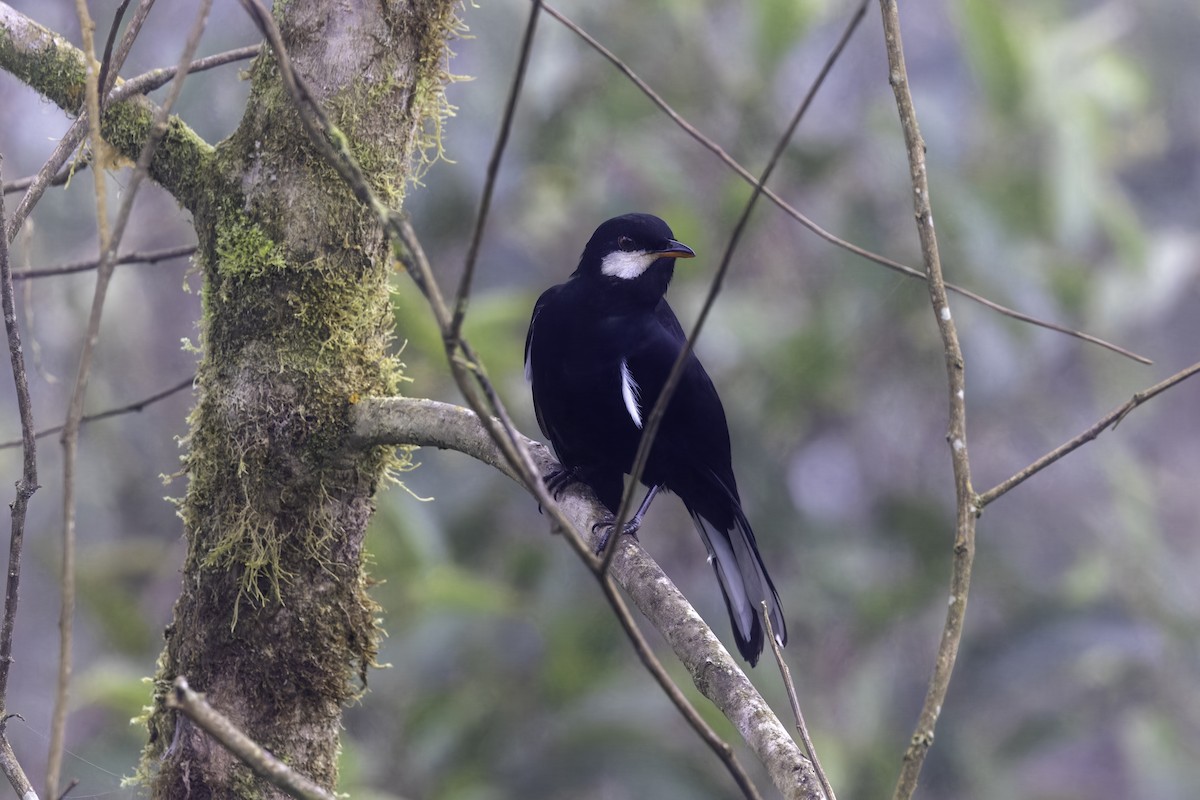 Black Solitaire - ML647517853