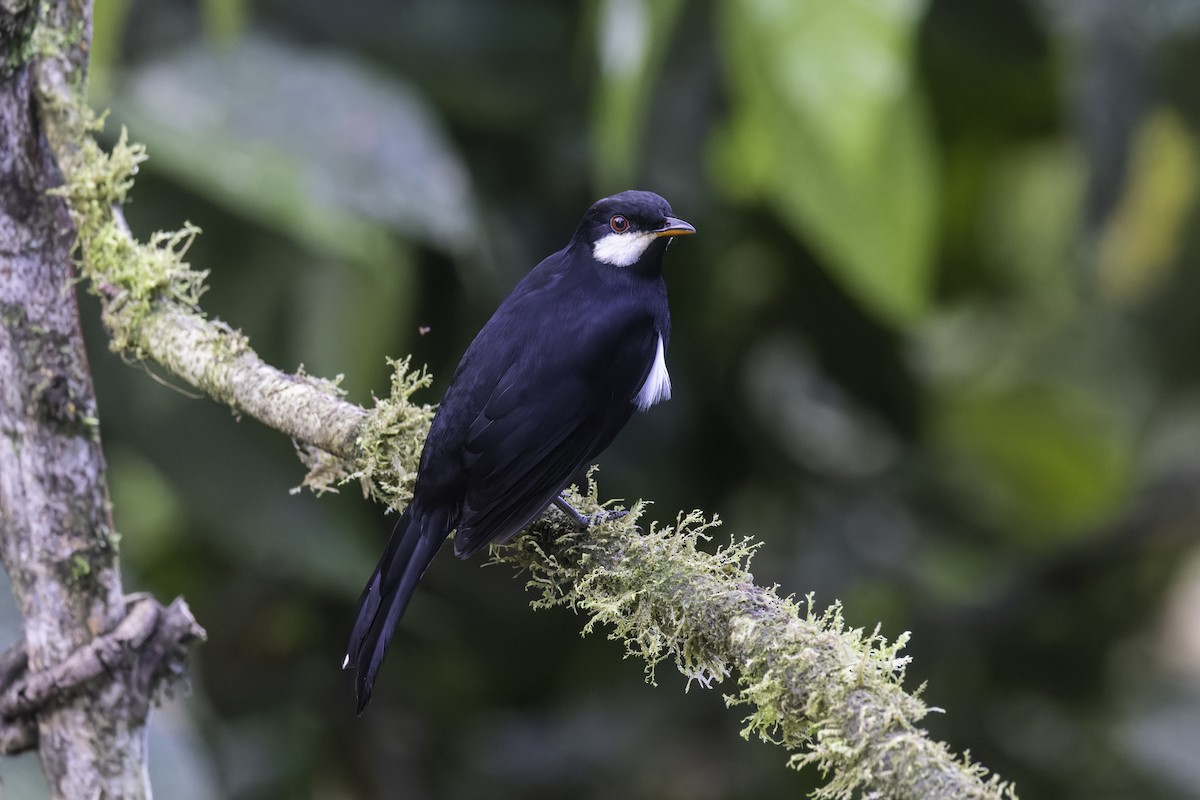 Black Solitaire - ML647517854