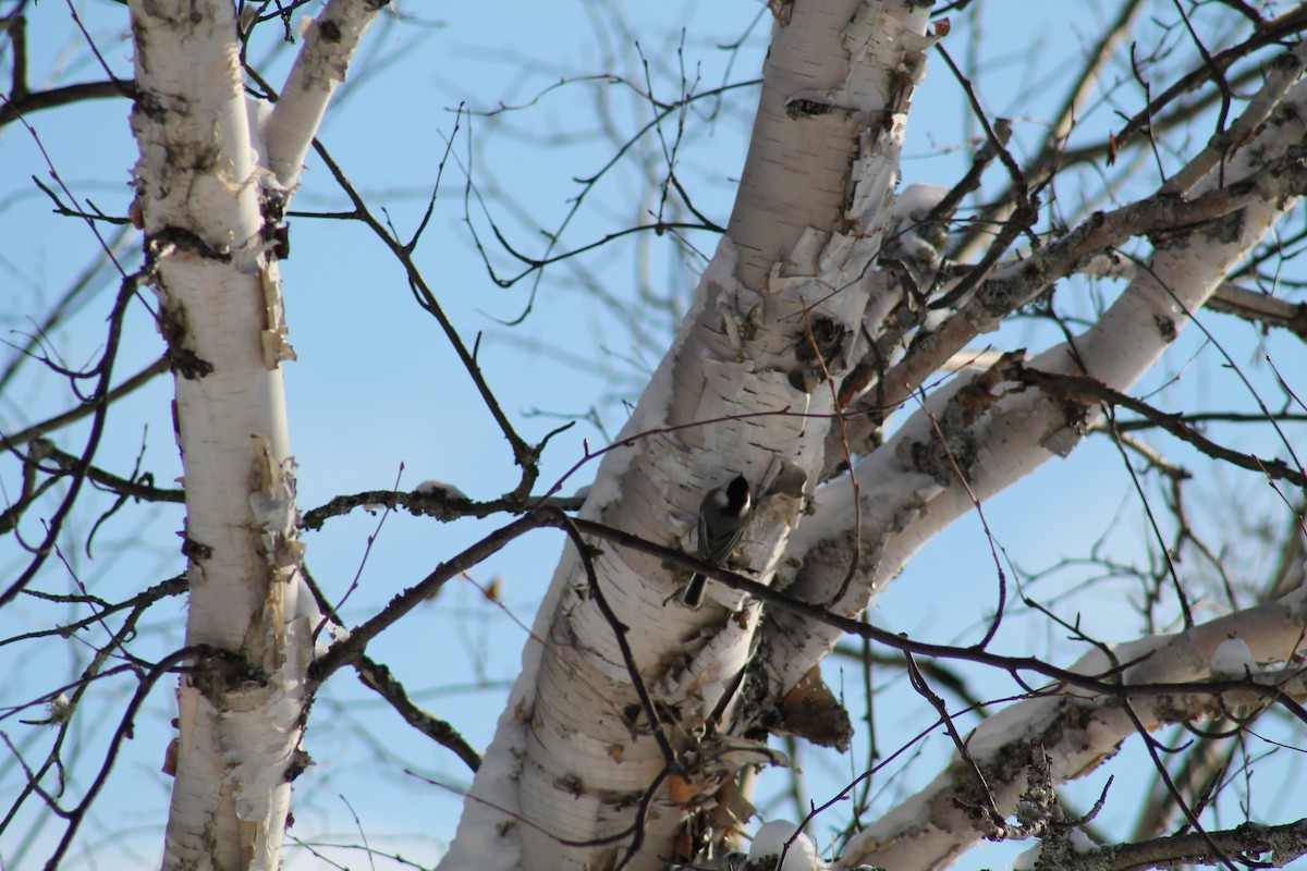 Гаїчка світлокрила - ML647517870