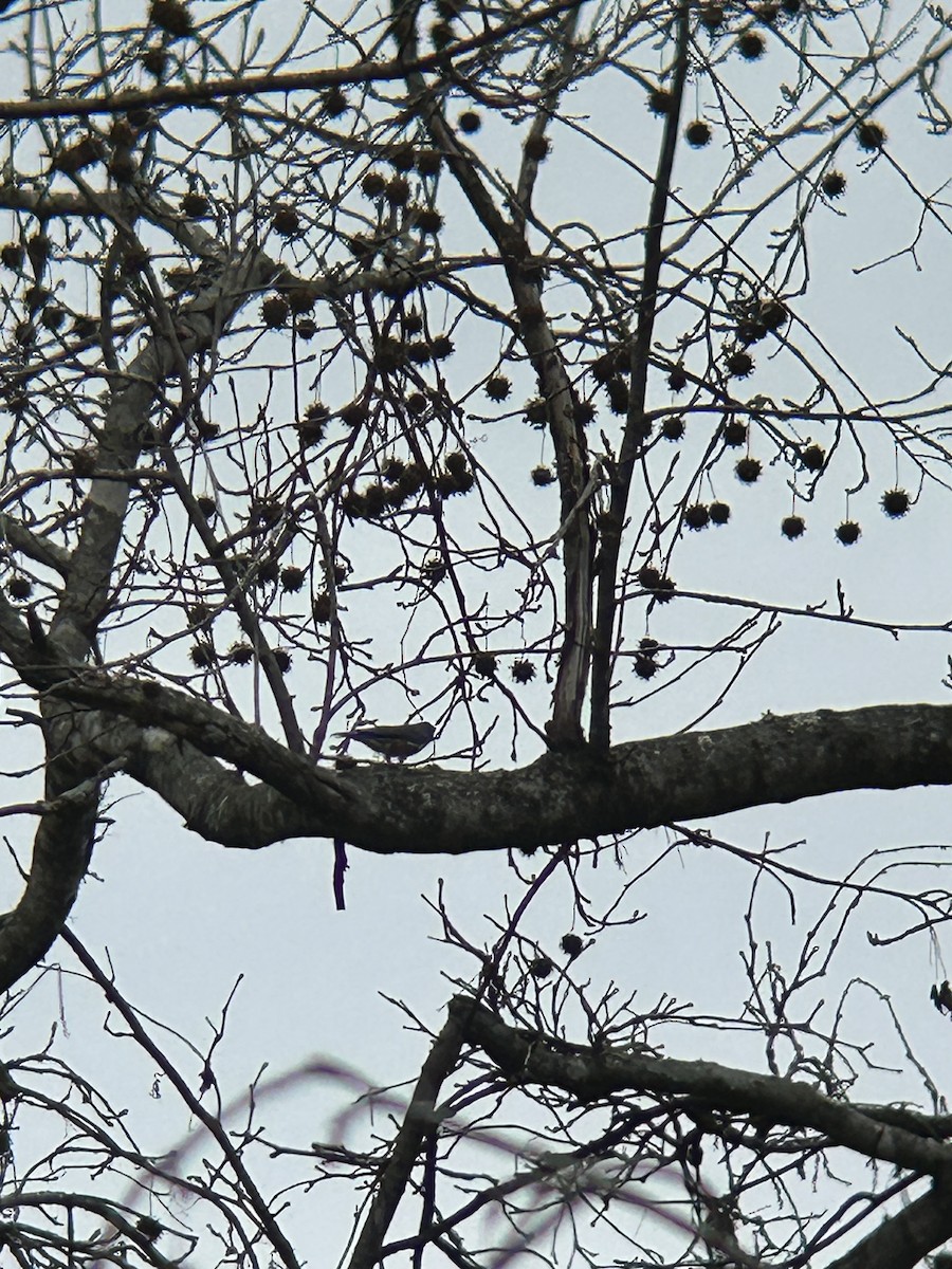 Brown-headed Nuthatch - ML647517872