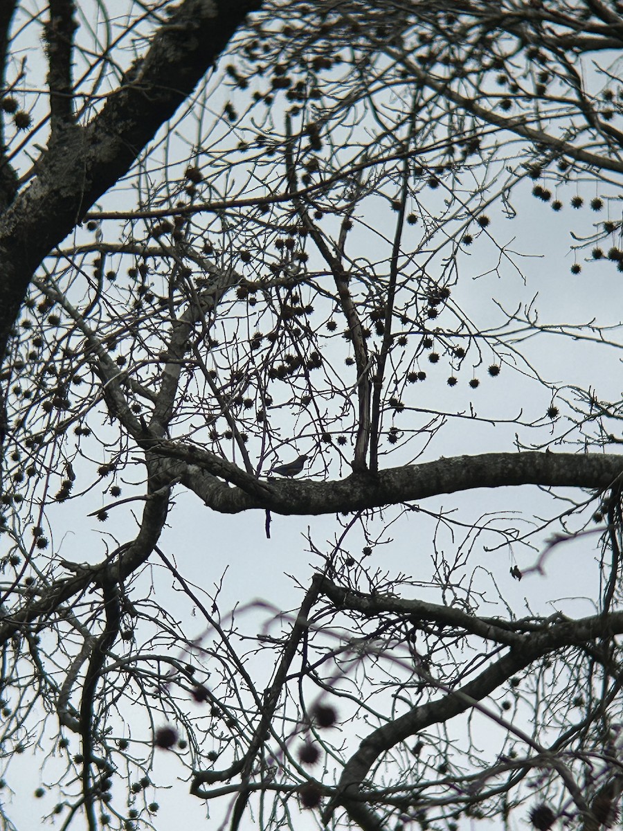 Brown-headed Nuthatch - ML647517874