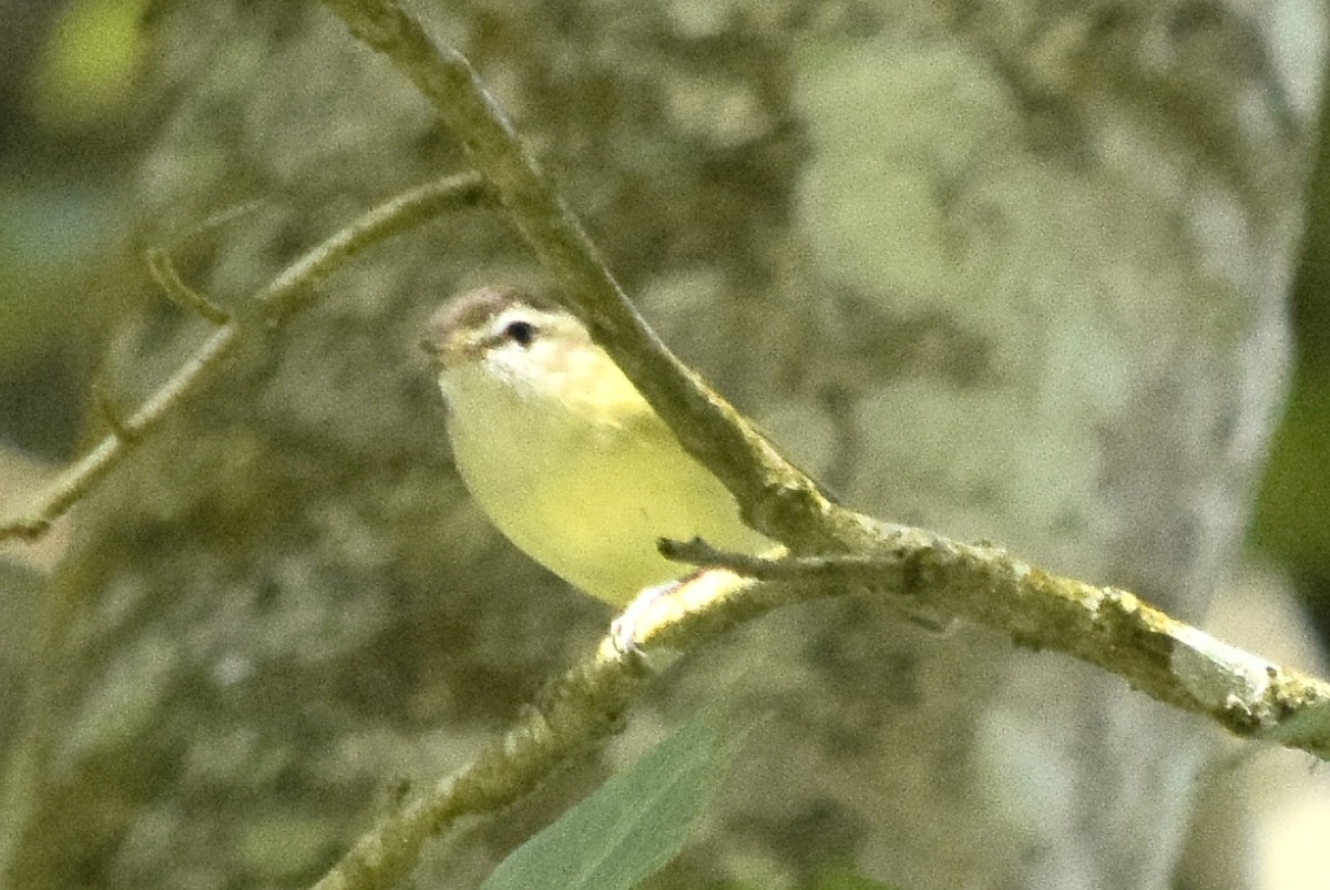 Brown-capped Vireo - ML647517904