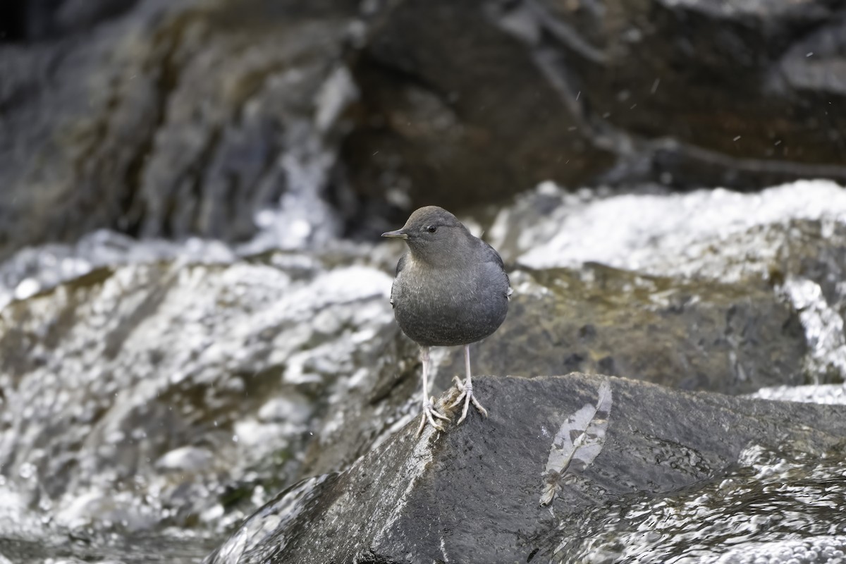 American Dipper - ML647517910
