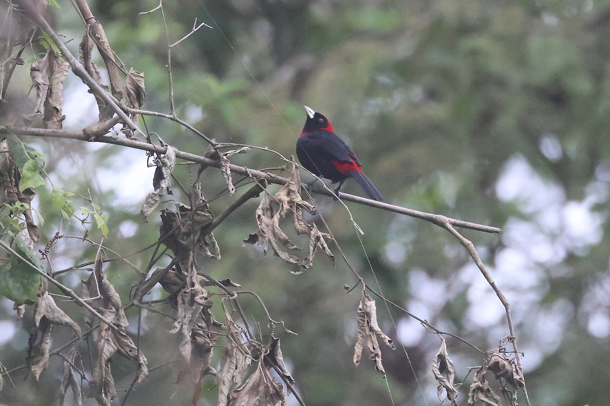 Crimson-collared Tanager - ML647517913
