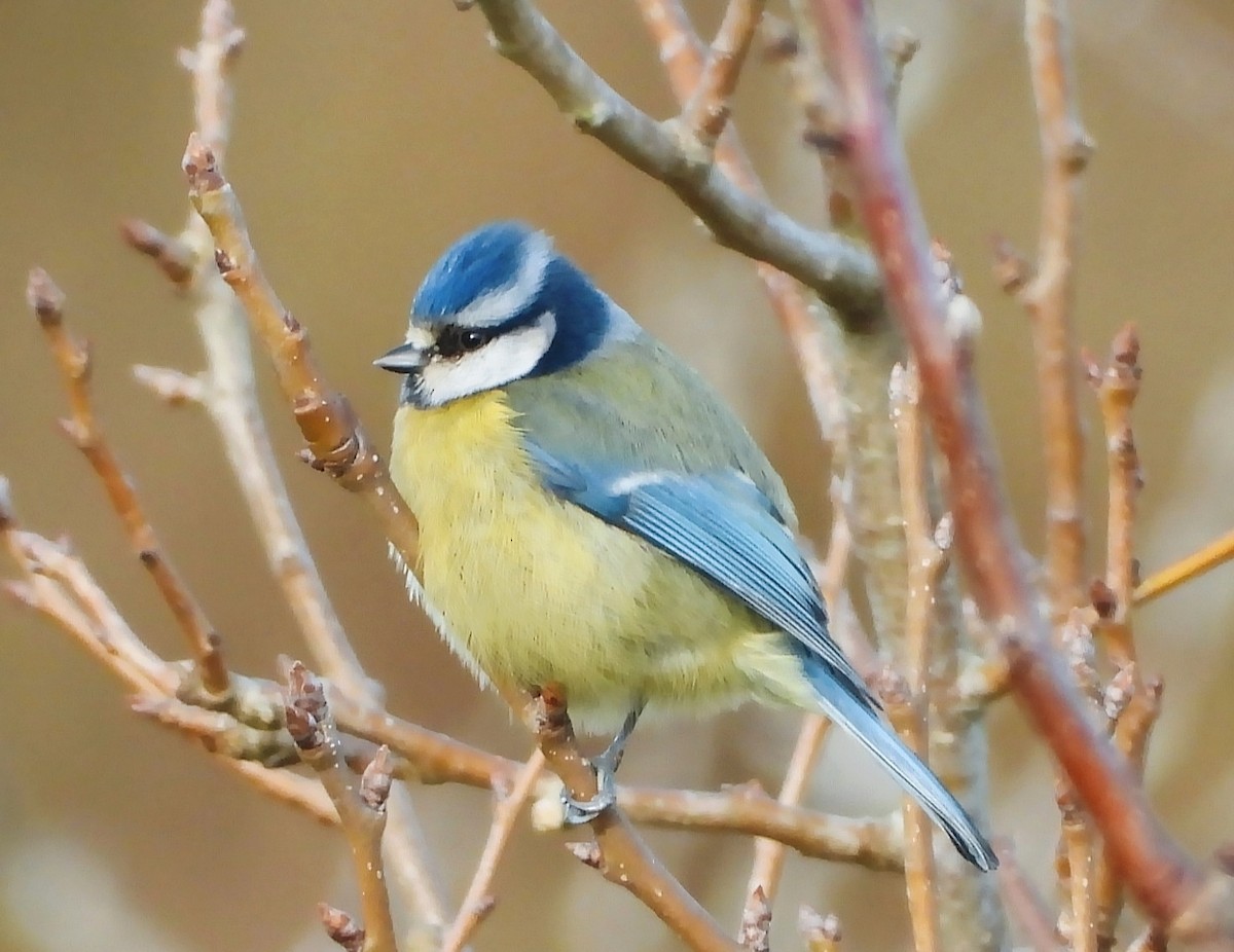 Eurasian Blue Tit - ML647517924