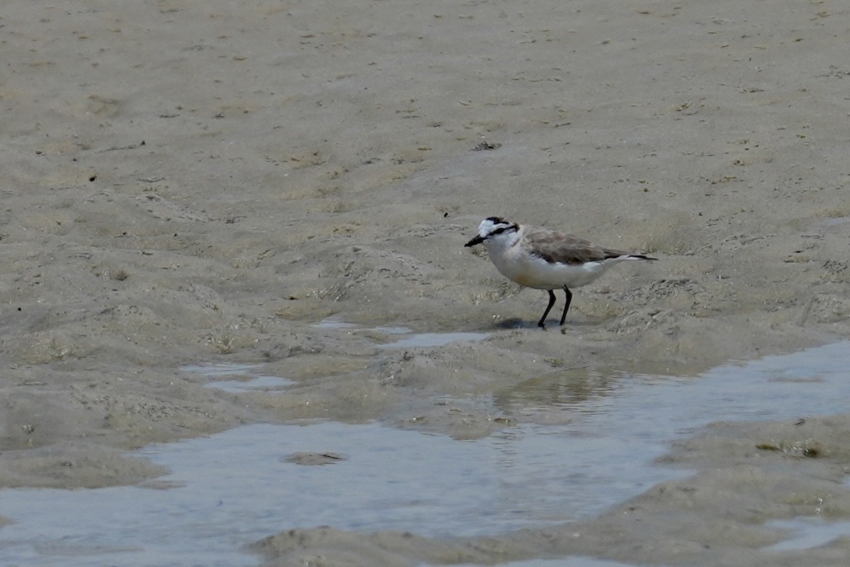 White-fronted Plover - ML647517981