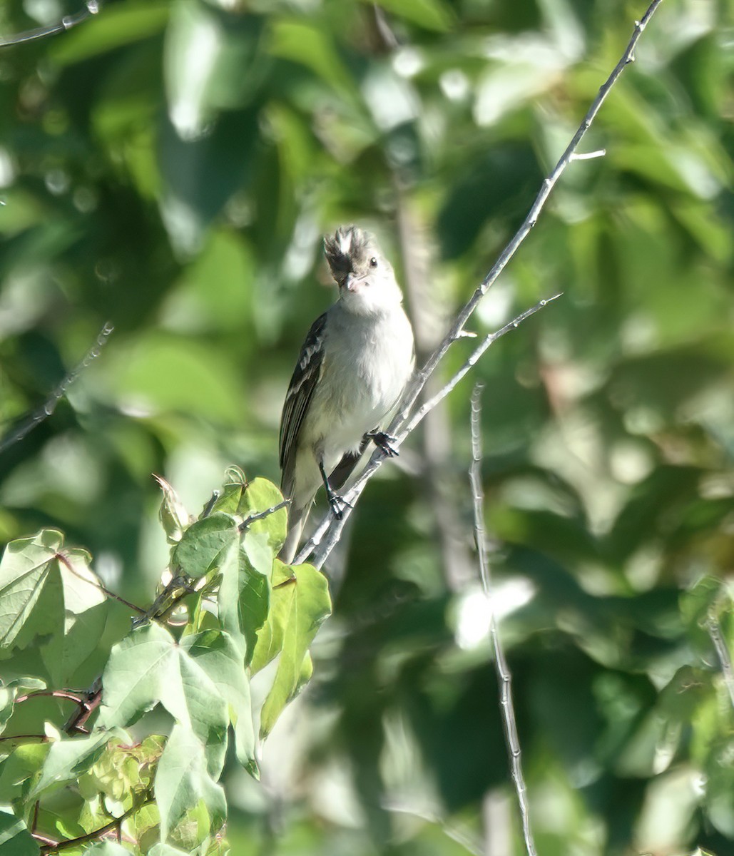 Caribbean Elaenia - ML647517988