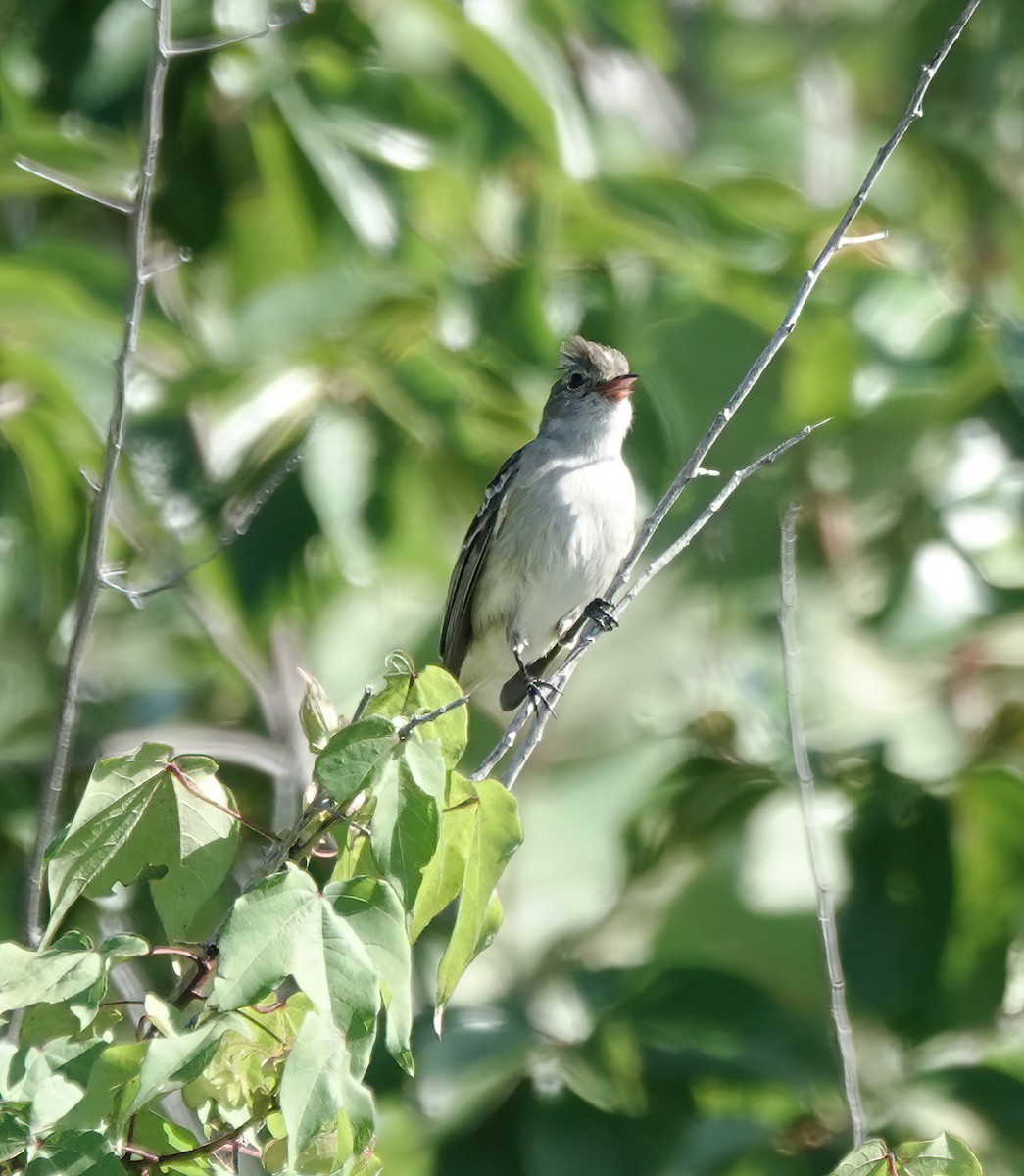Caribbean Elaenia - ML647517989