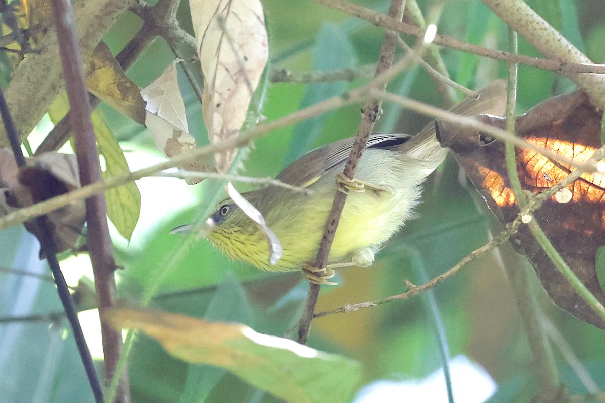 Pin-striped Tit-Babbler - ML647517993