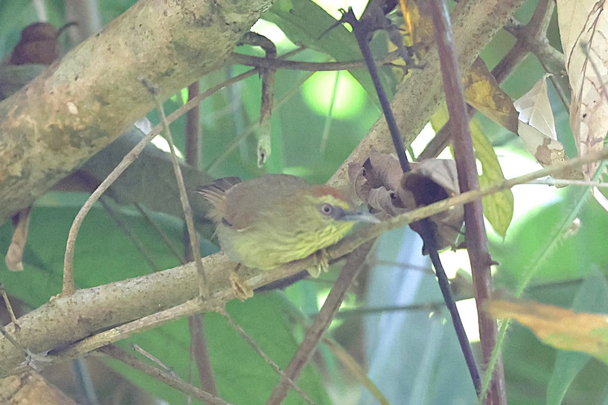 Pin-striped Tit-Babbler - ML647518006
