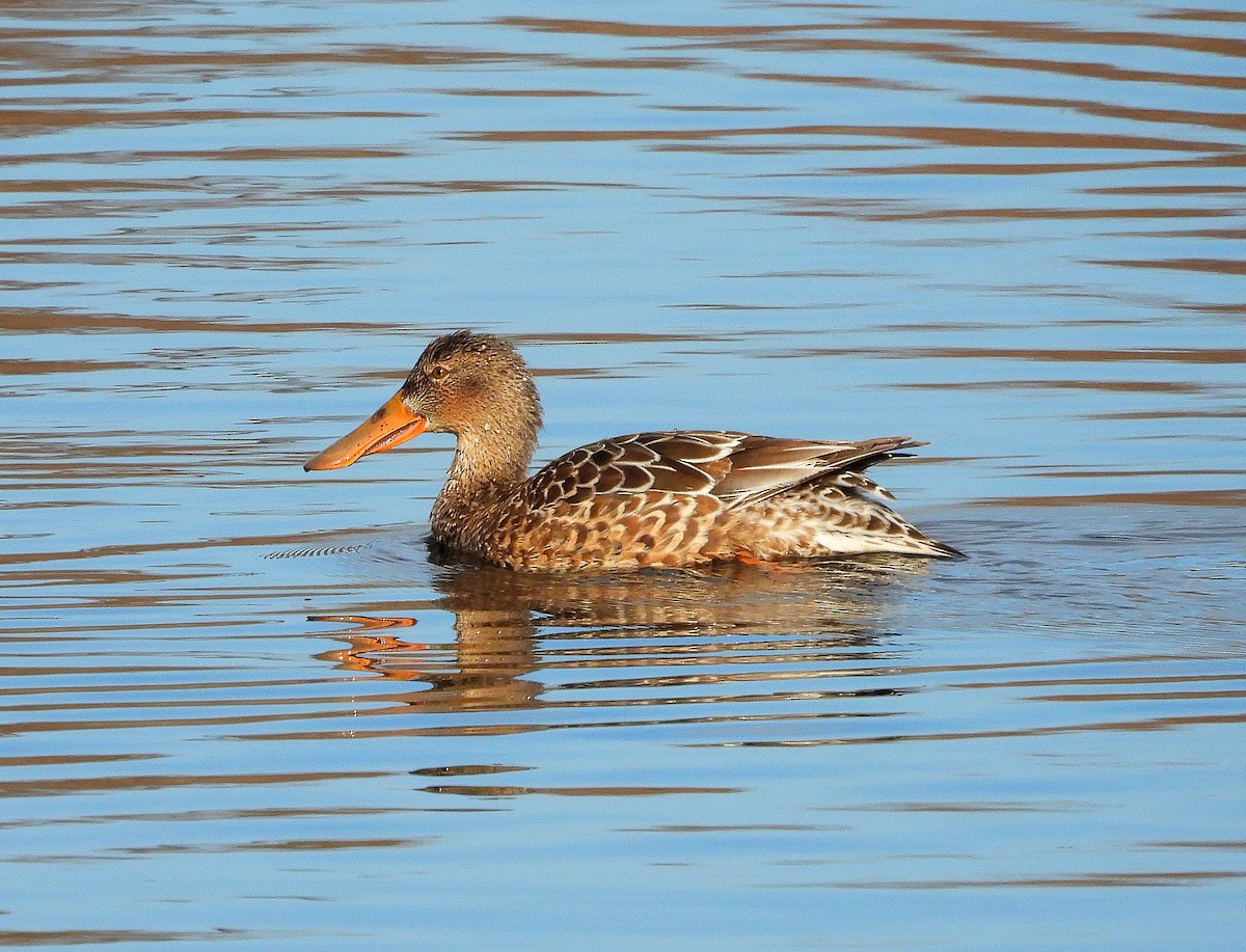 琵嘴鴨 - ML647518019