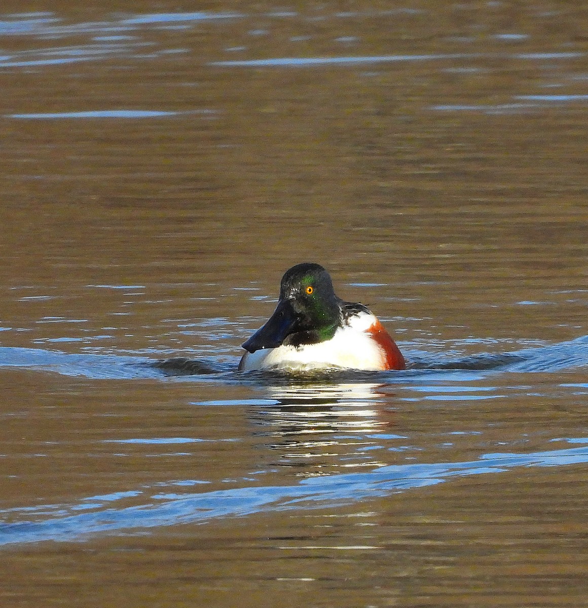 琵嘴鴨 - ML647518024