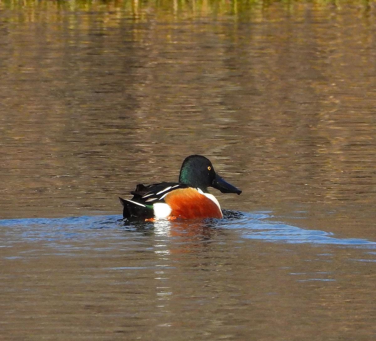 琵嘴鴨 - ML647518025