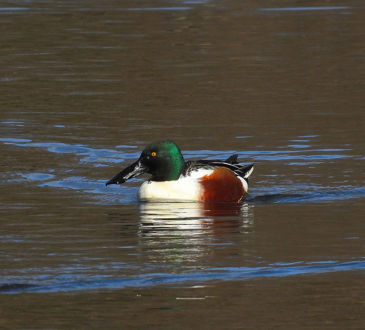 琵嘴鴨 - ML647518026