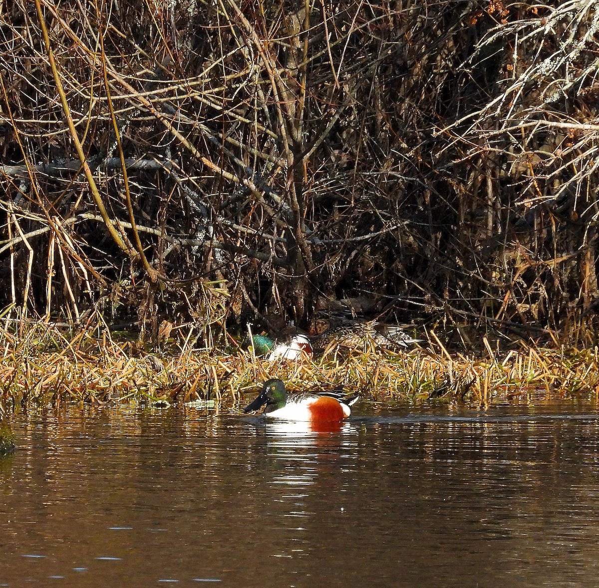 琵嘴鴨 - ML647518030