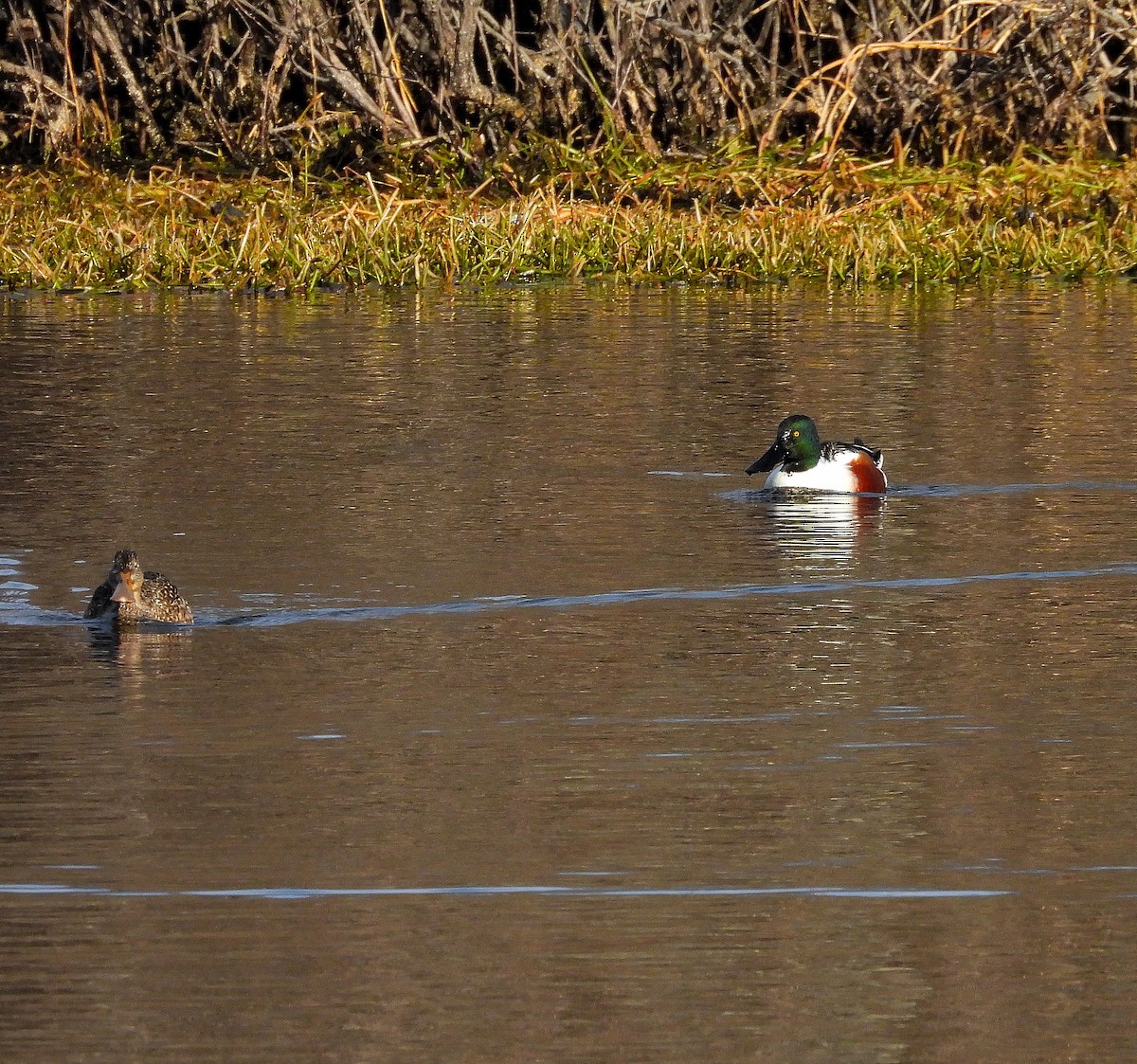 琵嘴鴨 - ML647518031