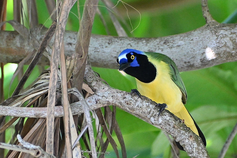 Green Jay - ML647518032