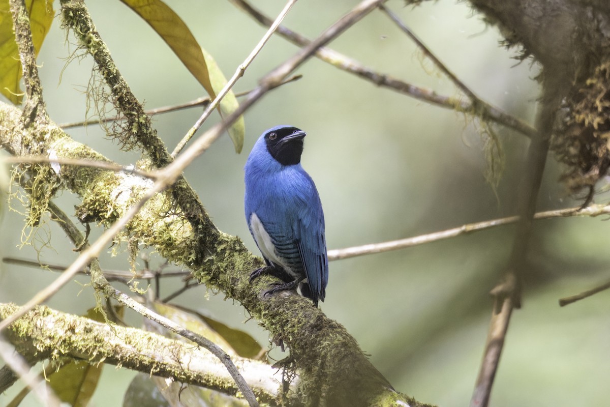 Swallow Tanager - ML647518034