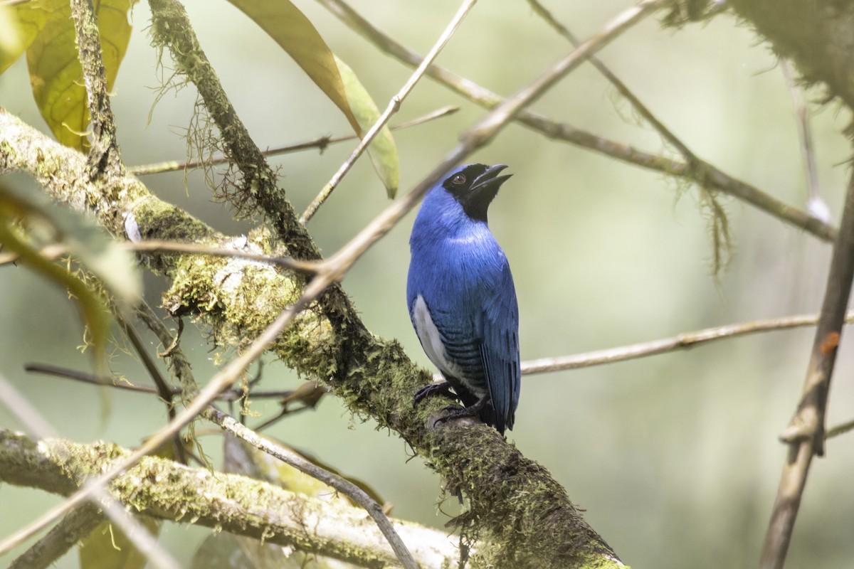 Swallow Tanager - ML647518035