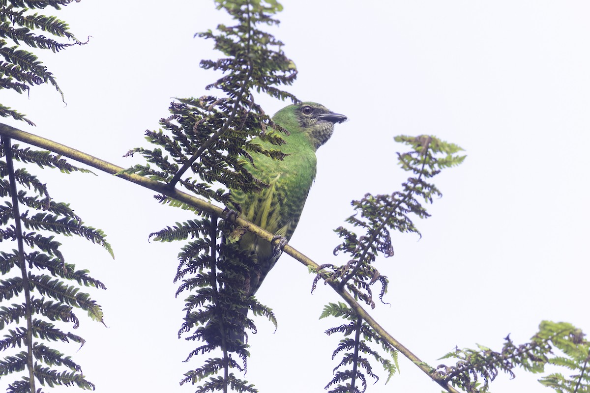 Swallow Tanager - ML647518036