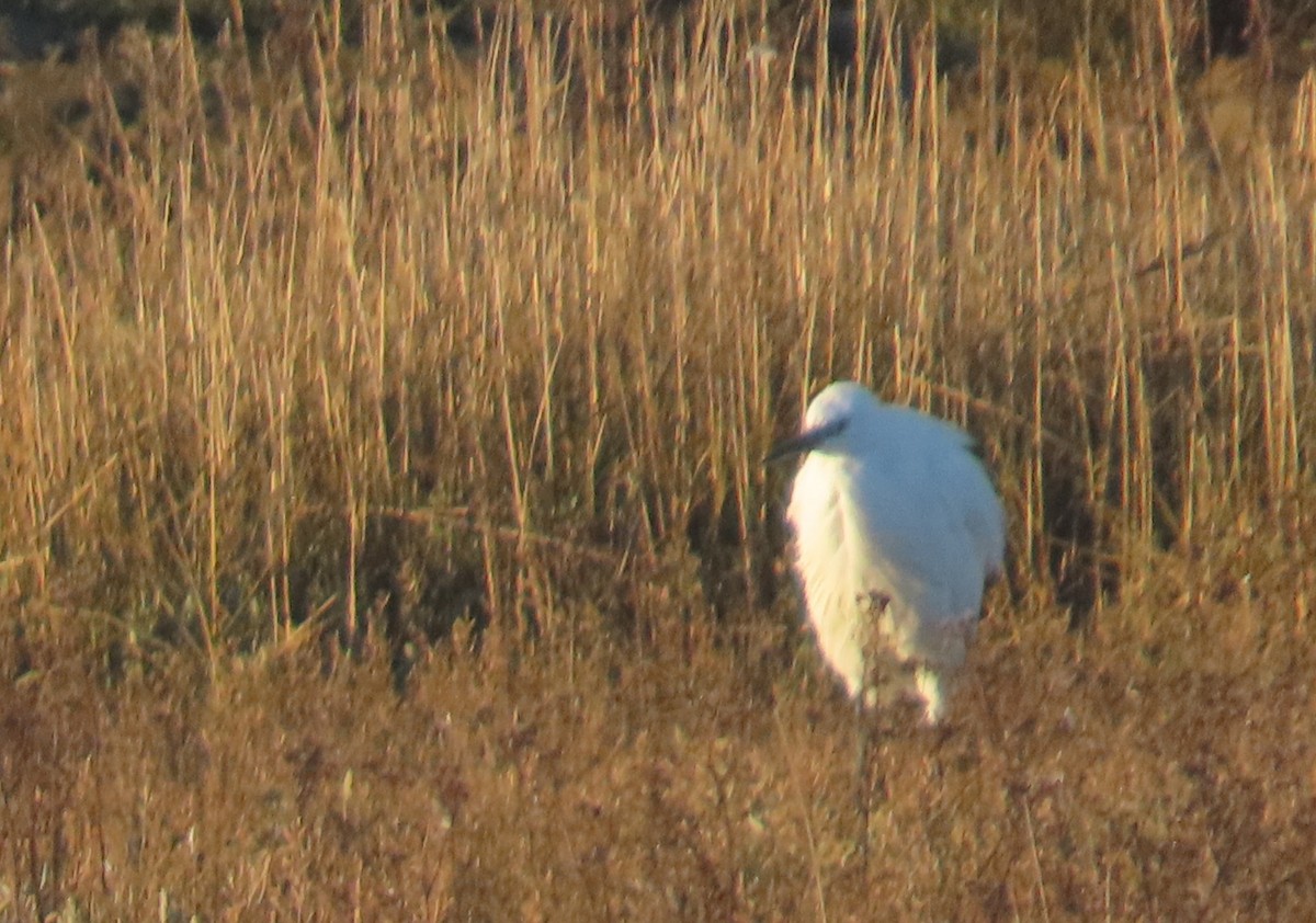 Little Egret - ML647518040