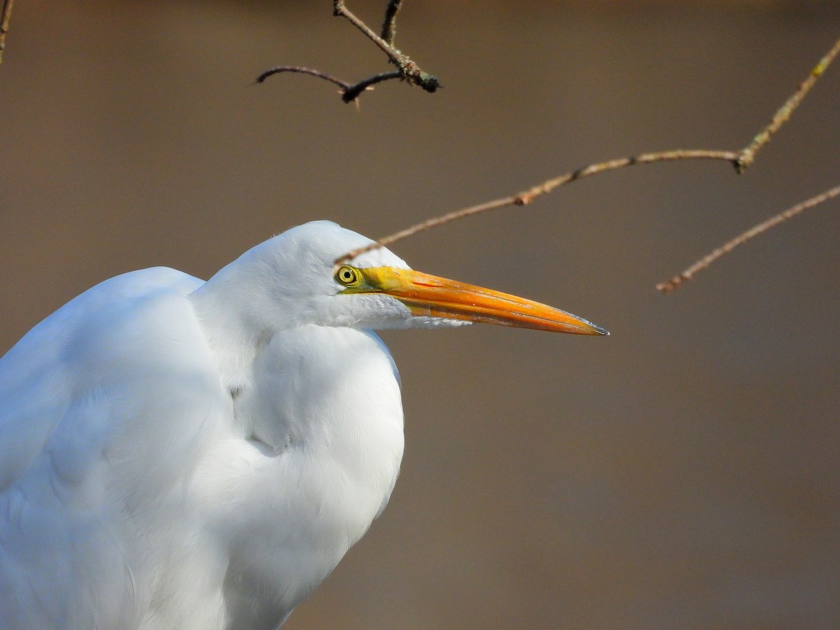 大白鷺 - ML647518058