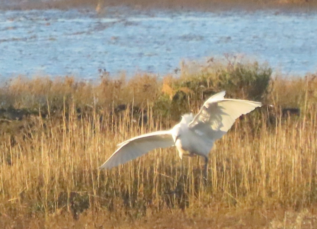Little Egret - ML647518066