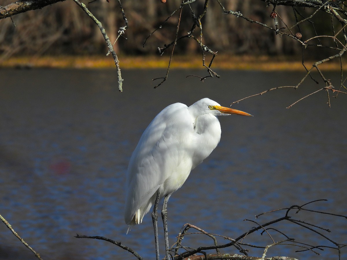 大白鷺 - ML647518070