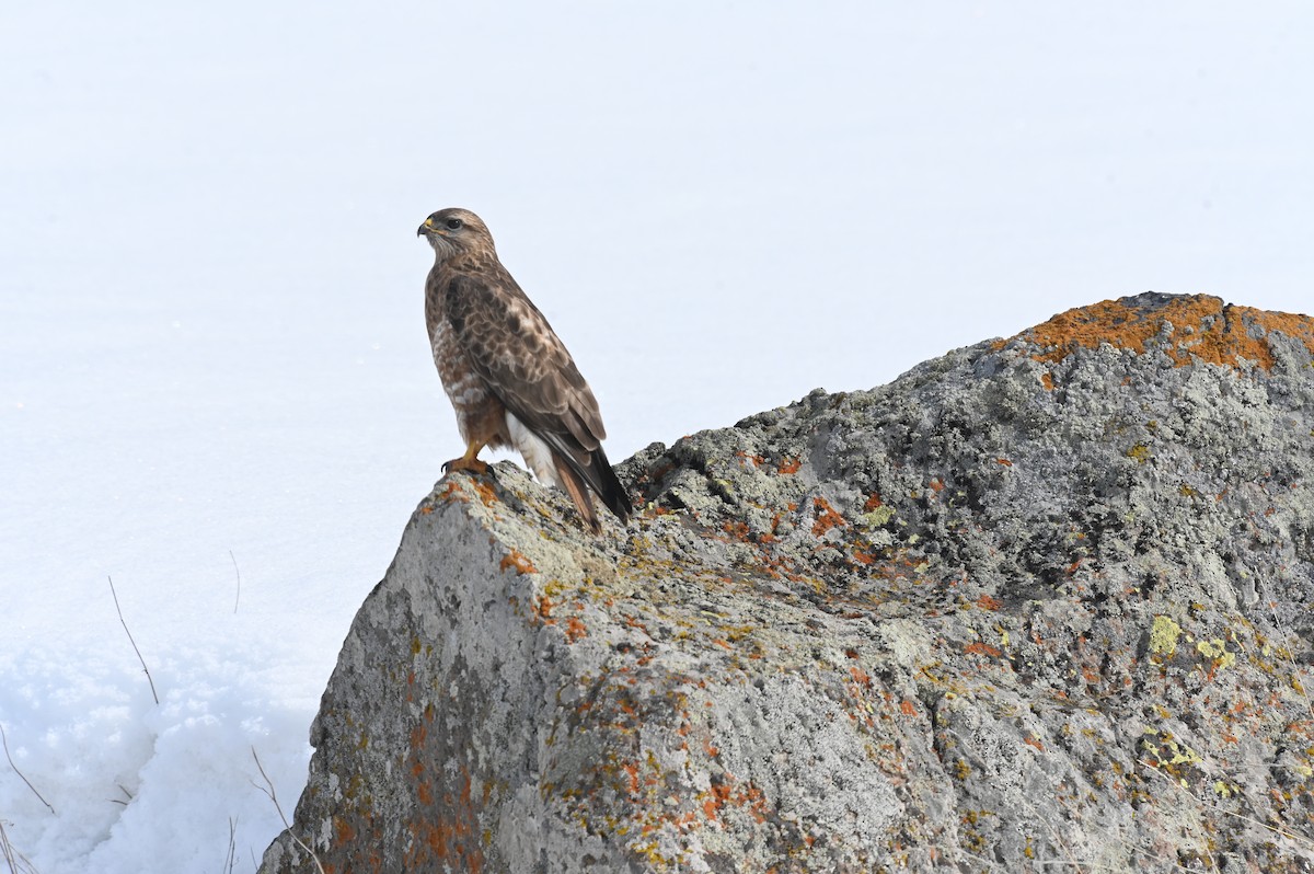 káně lesní (ssp. vulpinus/menetriesi) - ML647518084