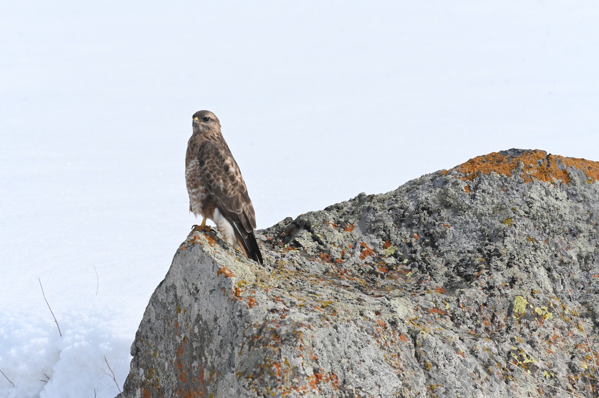 káně lesní (ssp. vulpinus/menetriesi) - ML647518085
