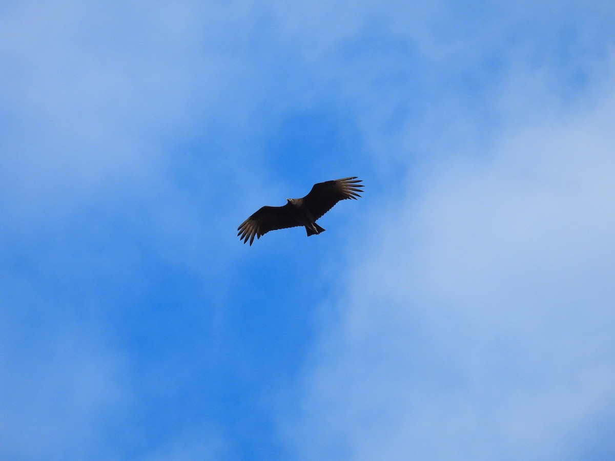 Black Vulture - ML647518086