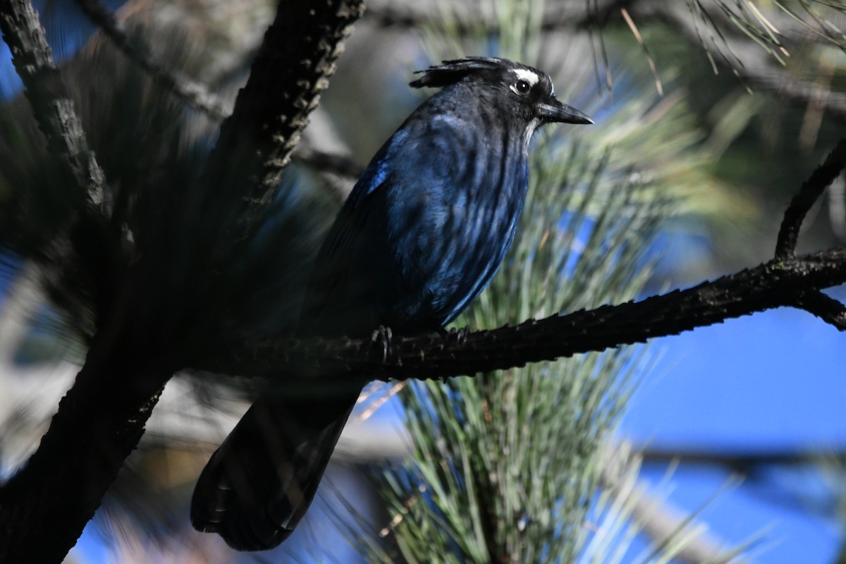 Steller's Jay - ML647518088